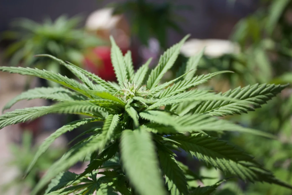 A lush, healthy cannabis plant displaying early buds, available for CBD products at a reliable CBD shop Tulsa.