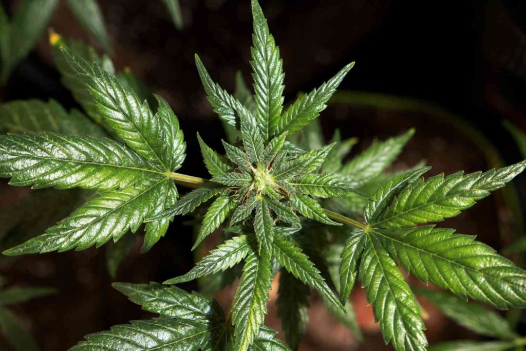 Top view of a green cannabis plant at a delta 8 store tulsa location, showing healthy leaves and early flower buds.
